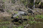 Alligator Alligator